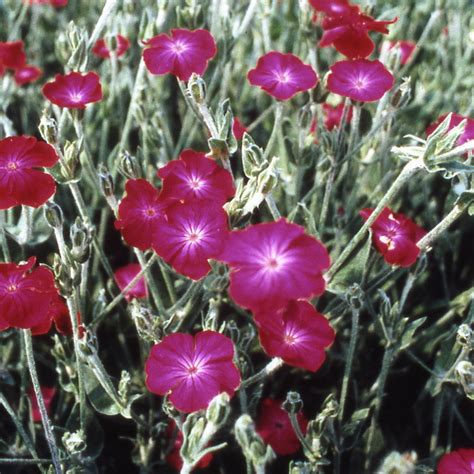 Lychnis Coronaria - Rose Campion